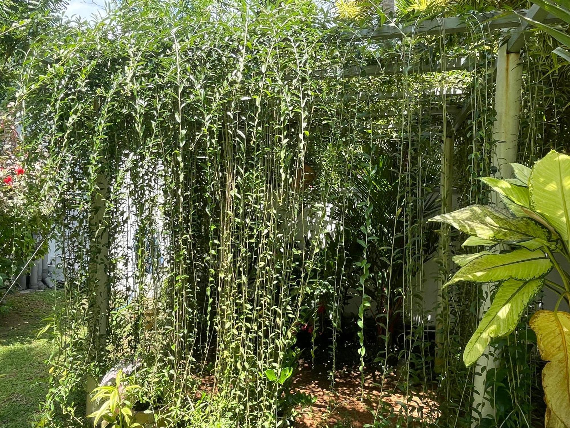 Plantation House Hikkaduwa Exterior foto